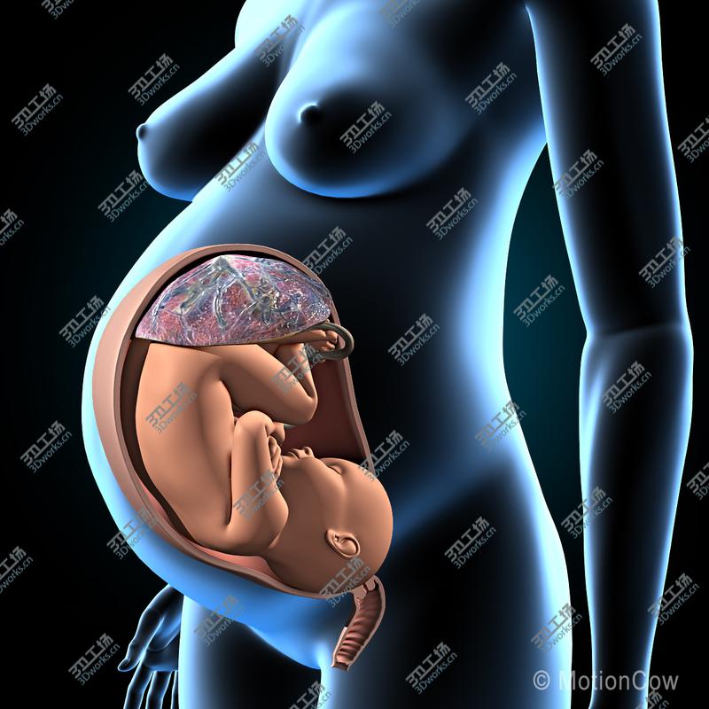 images/goods_img/20210113/Pregnant, Fetus & Uterus/2.jpg